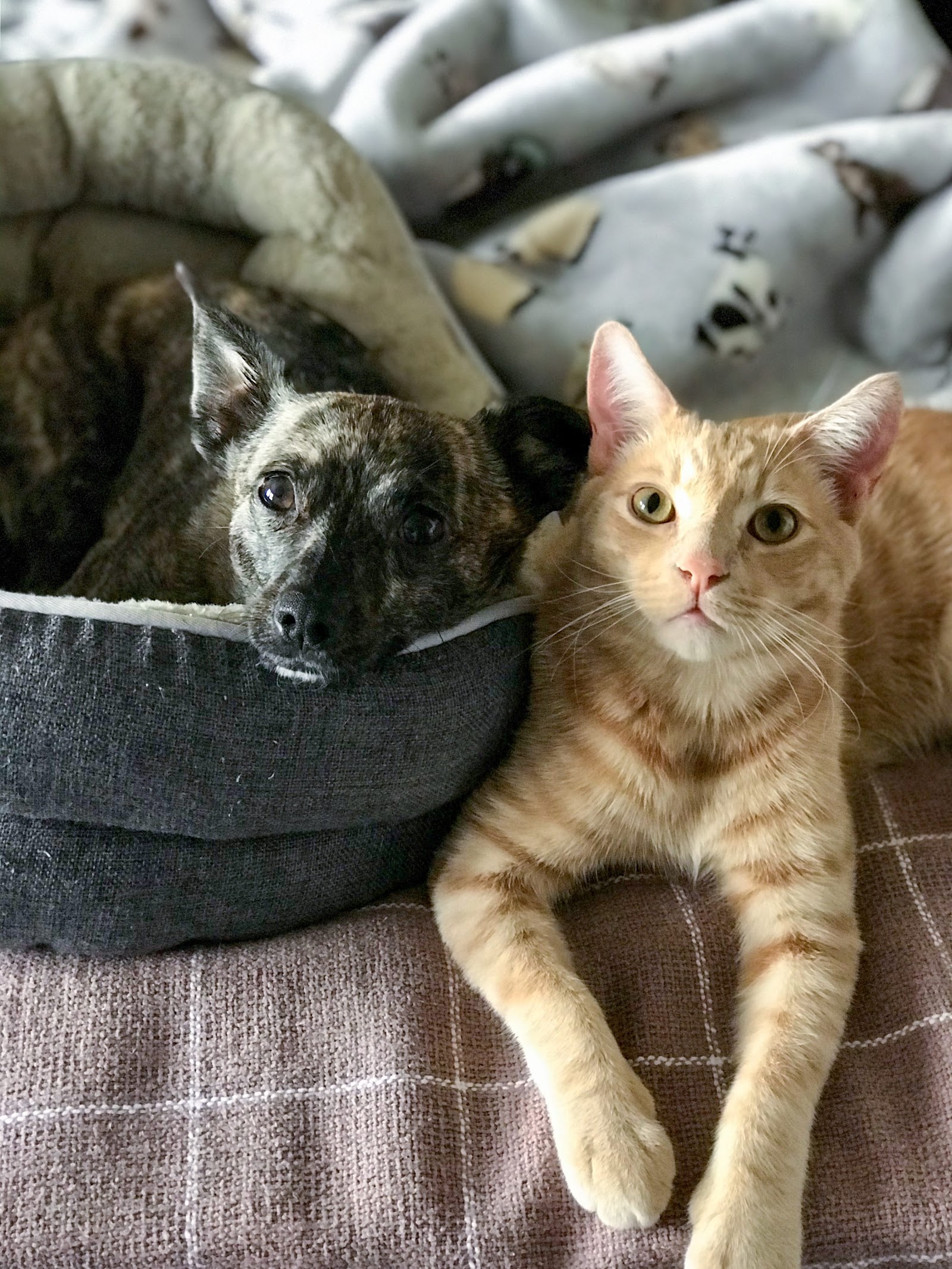 Animal Behavior Consultants of Michigan — photo