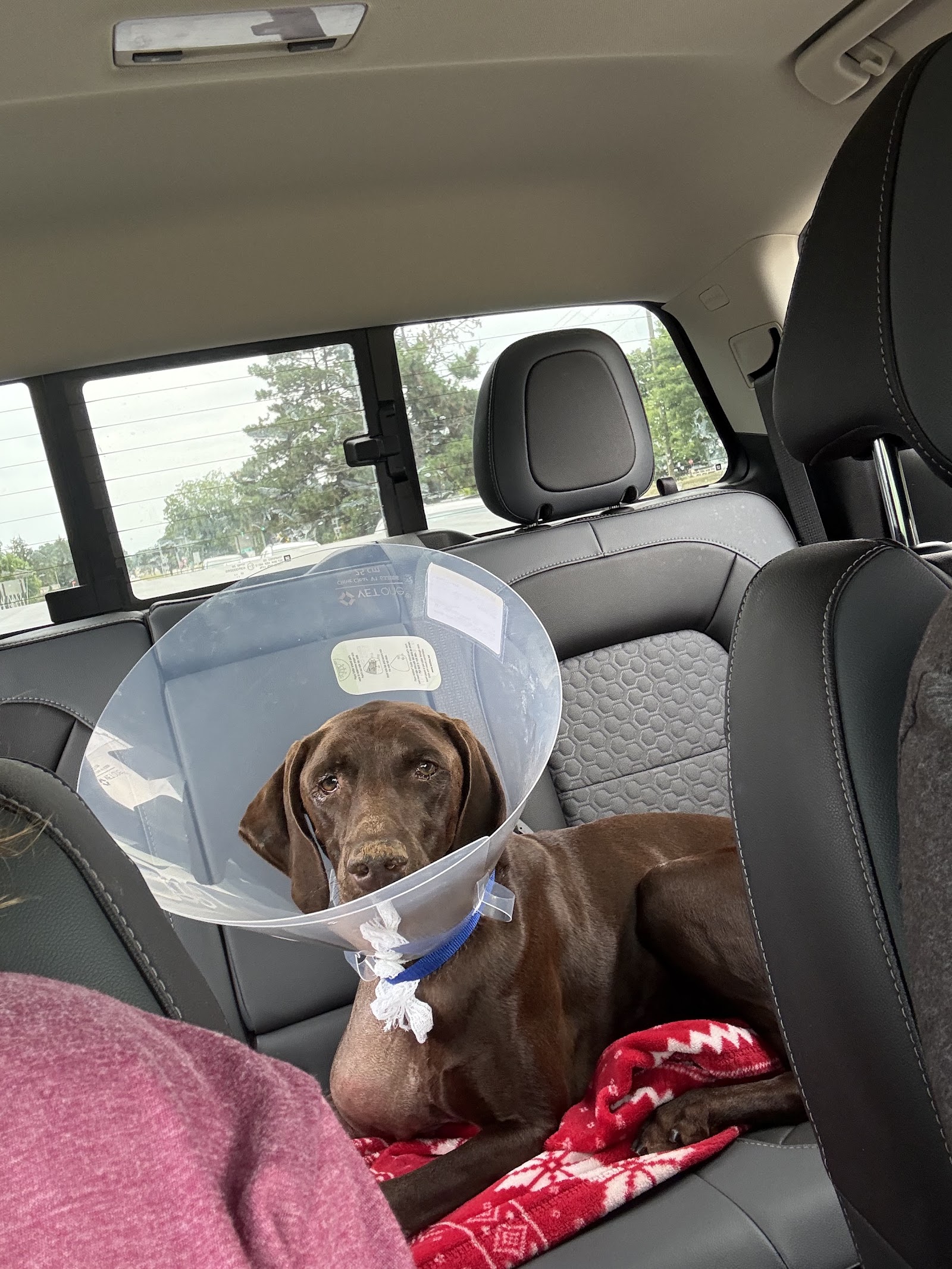Animal Emergency Center - Novi in Novi