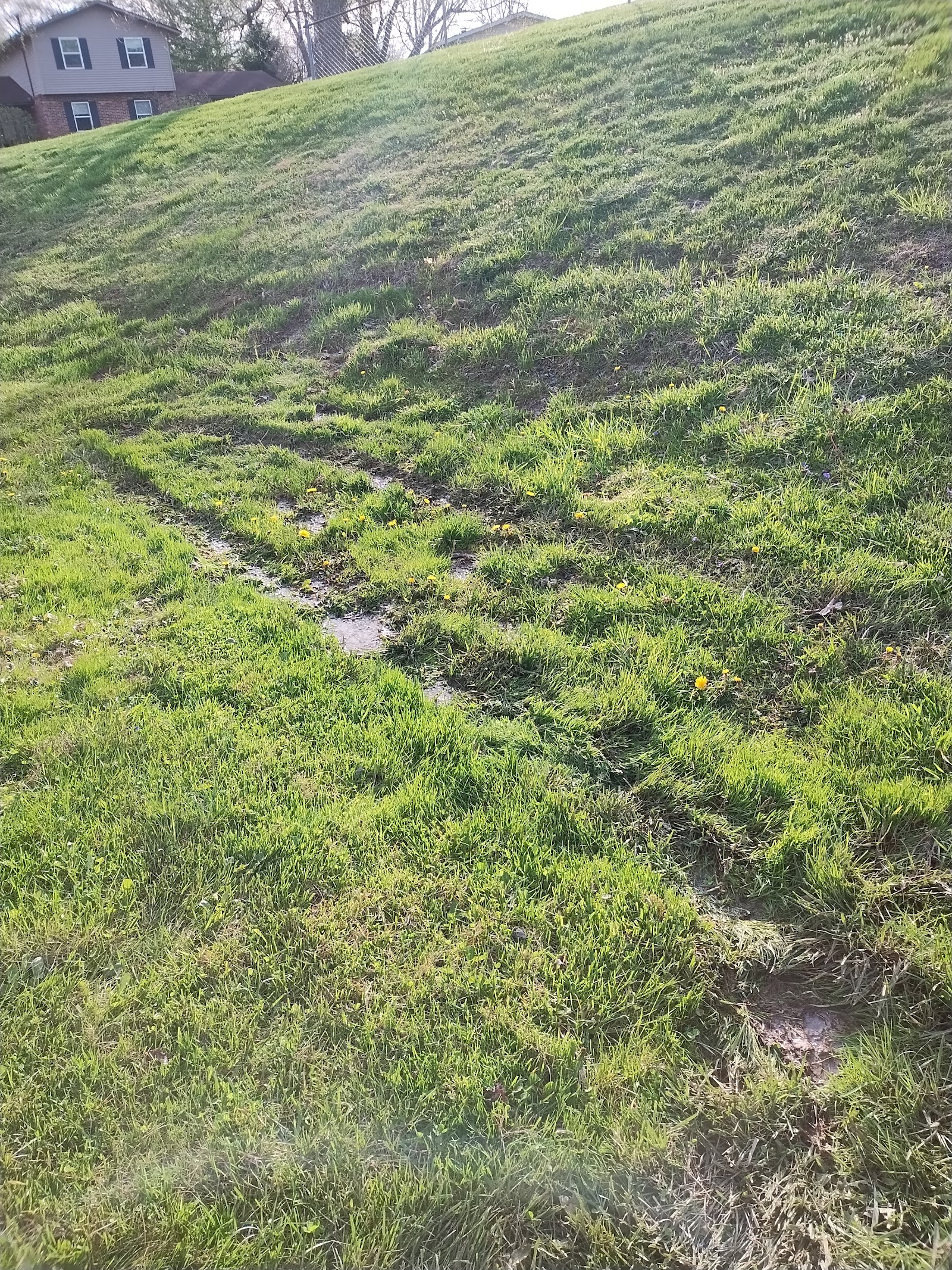 Lawn Guru — photo