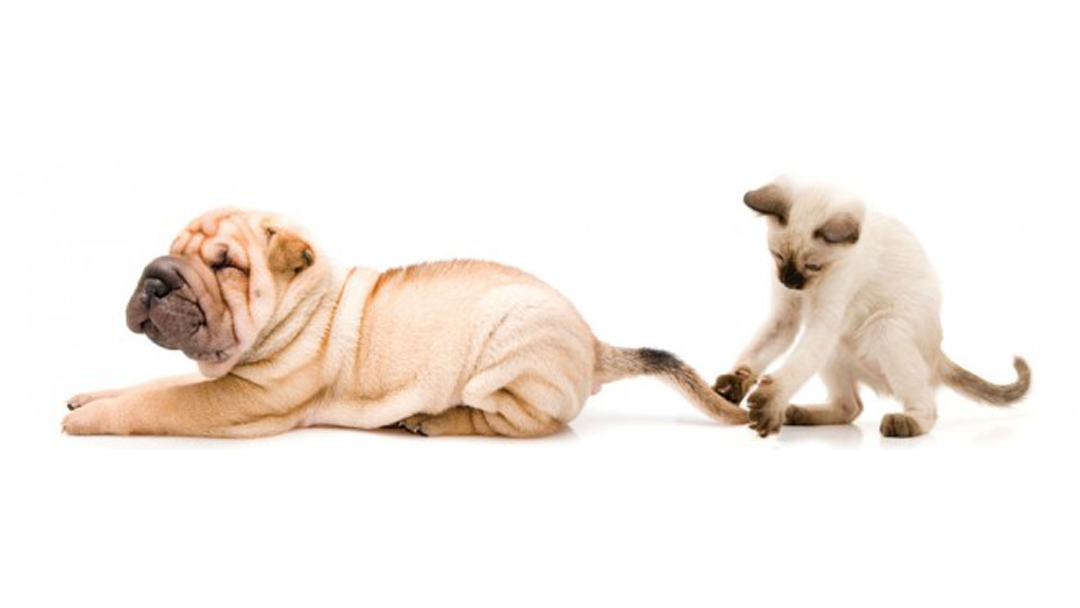 Novi Veterinary Clinic — photo
