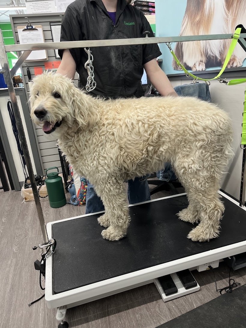 Pet Supplies Plus Novi Grooming — photo