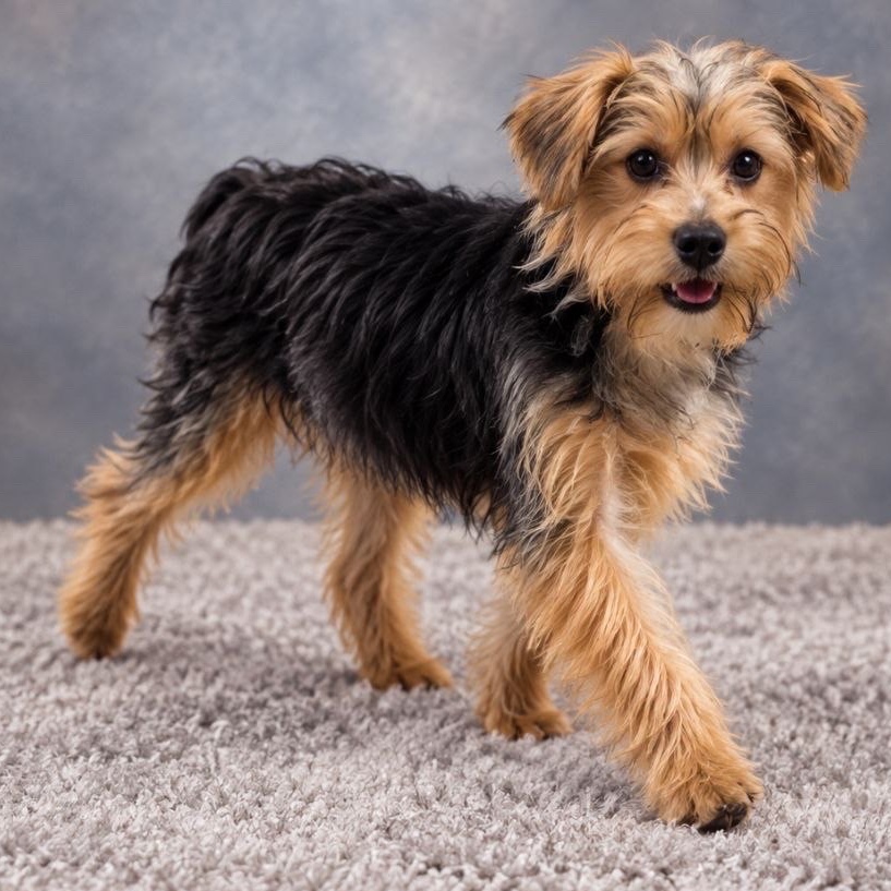 The Family Puppy of Fountain Walk — photo