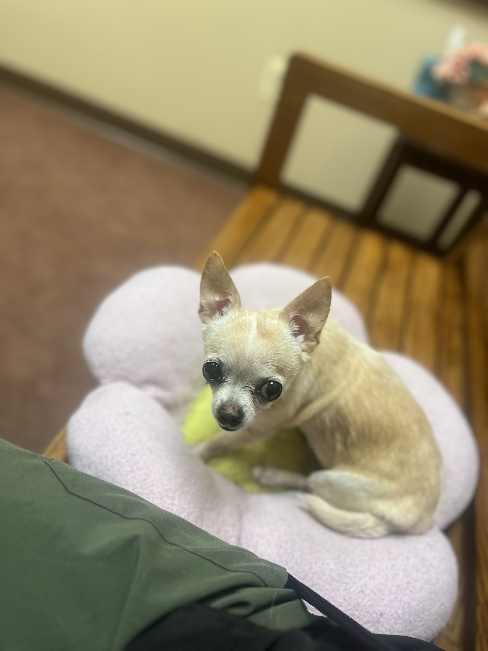 Veterinary Cardiology Consultants in Novi